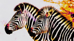 Rainbow Colored Zebras